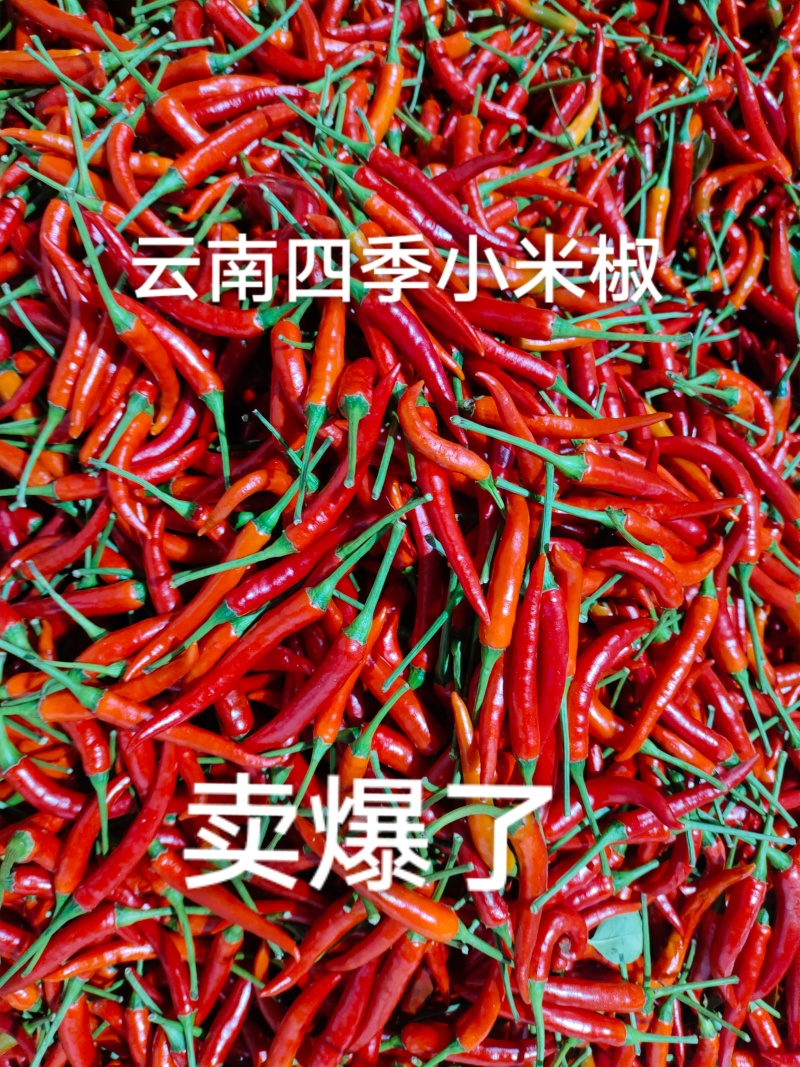 精选干辣椒香辣红辣椒干家庭必备手工挑选