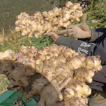 广西大肉姜