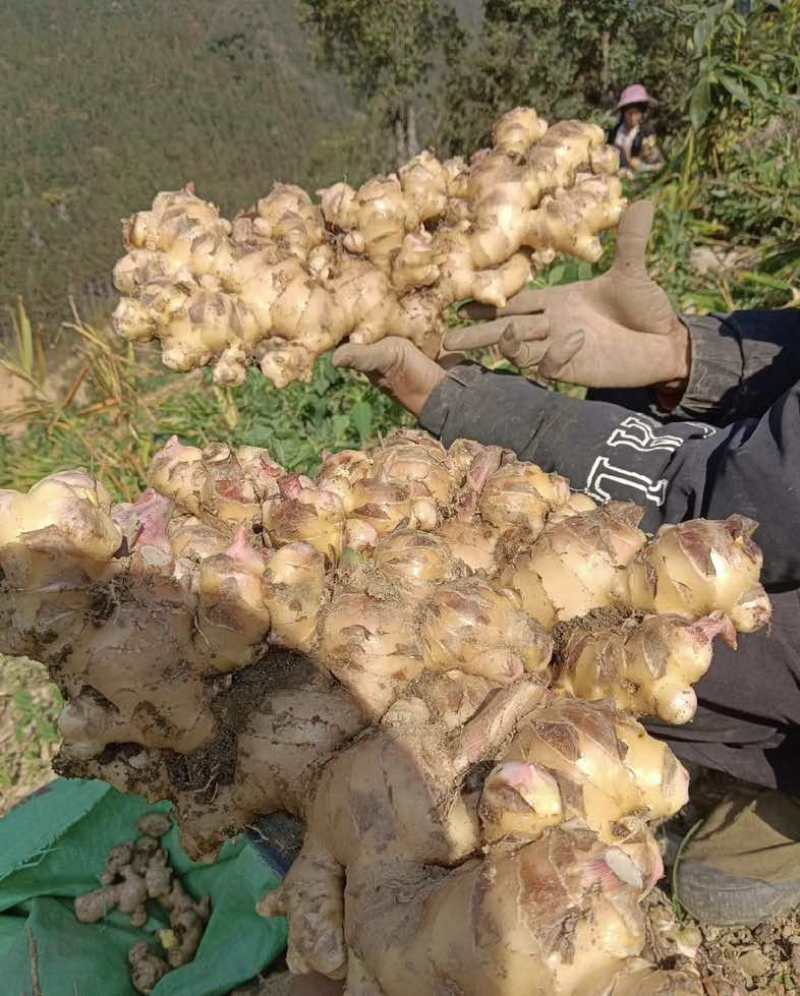 广西大肉姜