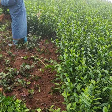 乌牛早茶苗，龙井茶茶树苗，黄金芽茶树苗等