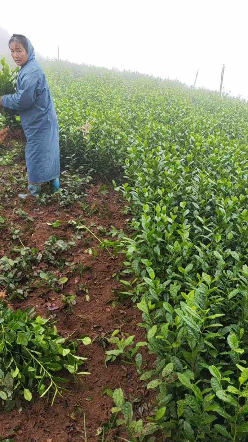 乌牛早茶苗，龙井茶茶树苗，黄金芽茶树苗等