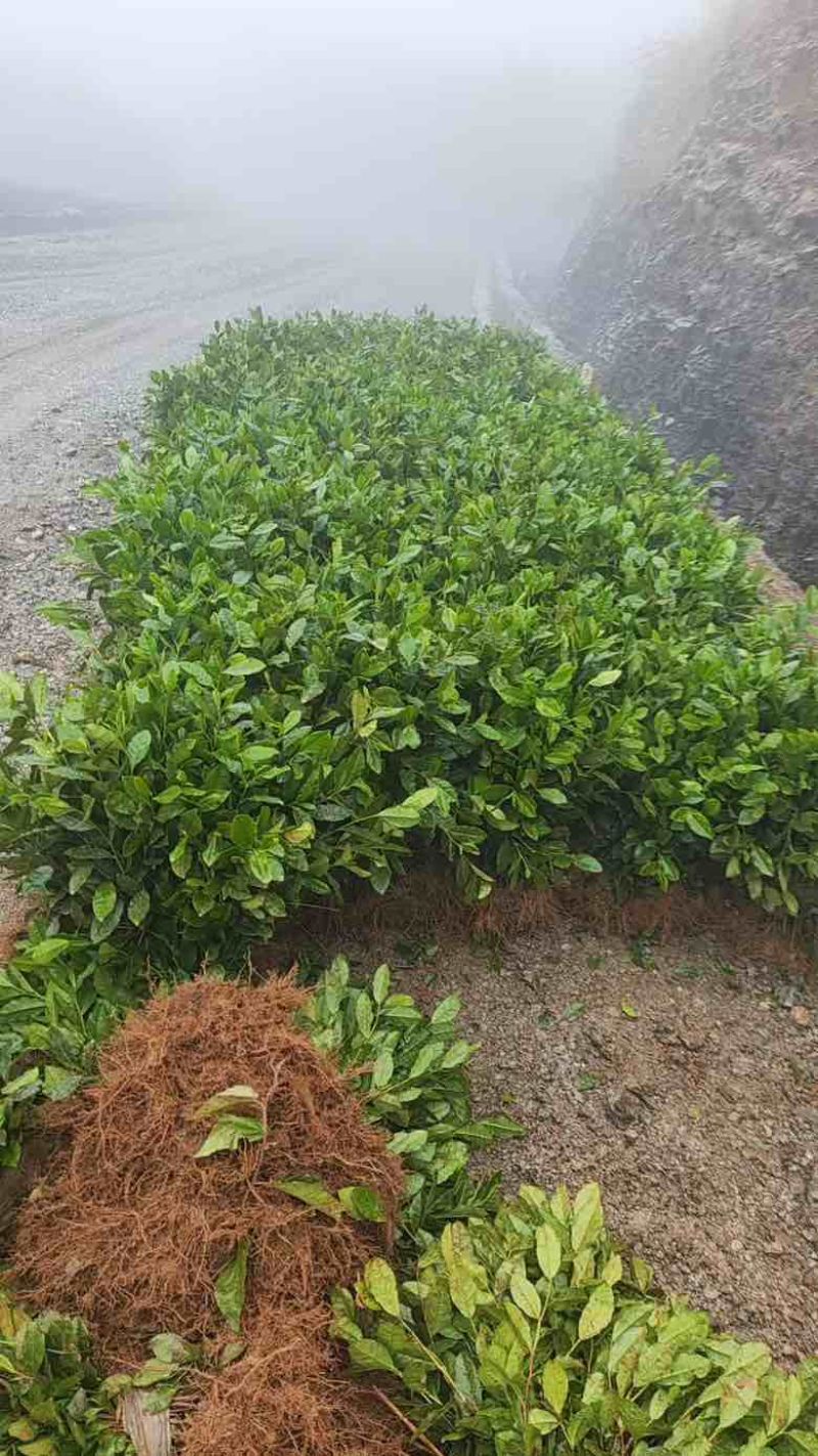 乌牛早茶苗，龙井茶茶树苗，黄金芽茶树苗等