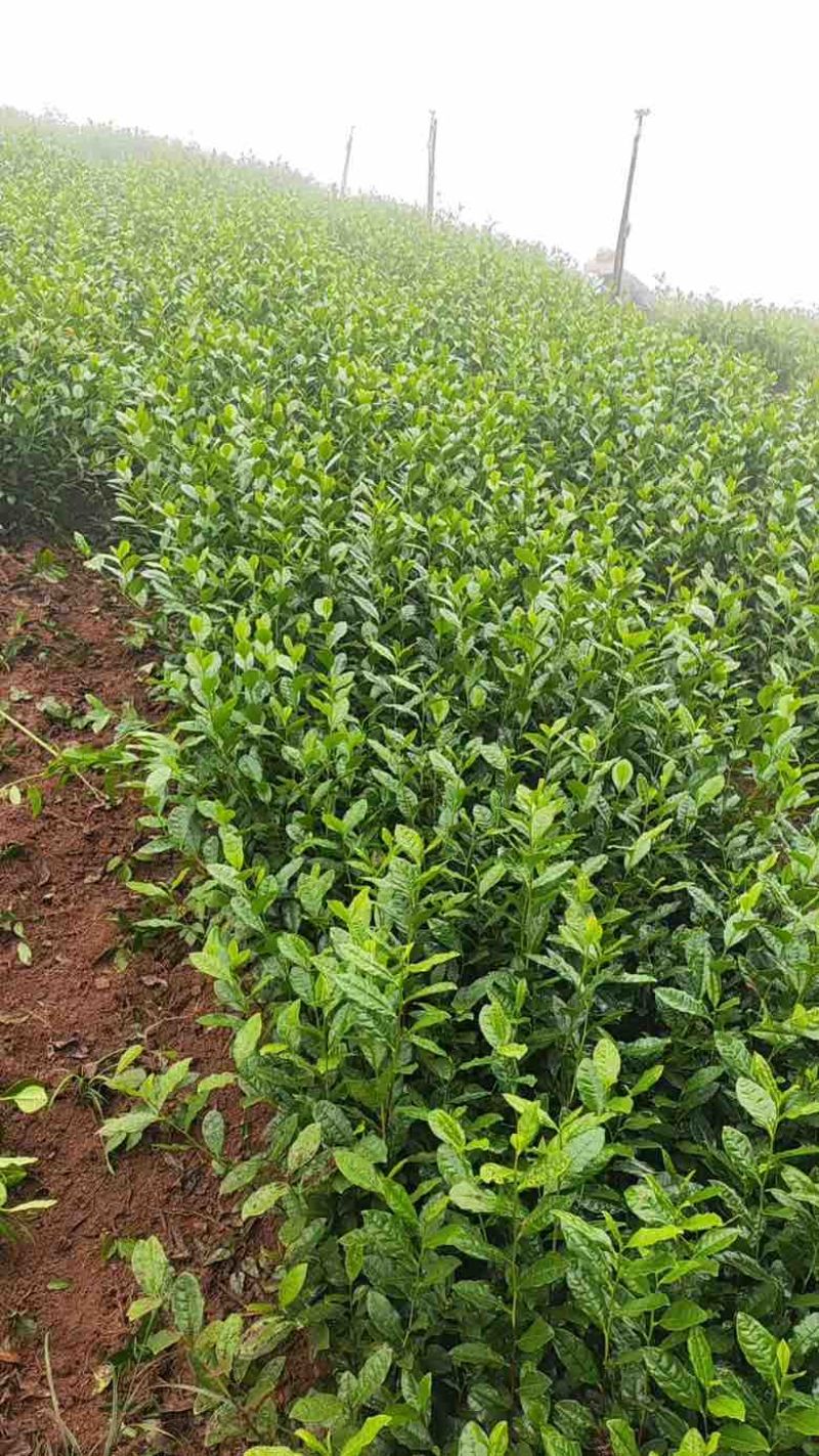 乌牛早茶苗，龙井茶茶树苗，黄金芽茶树苗等