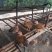 广东清远麻鸡