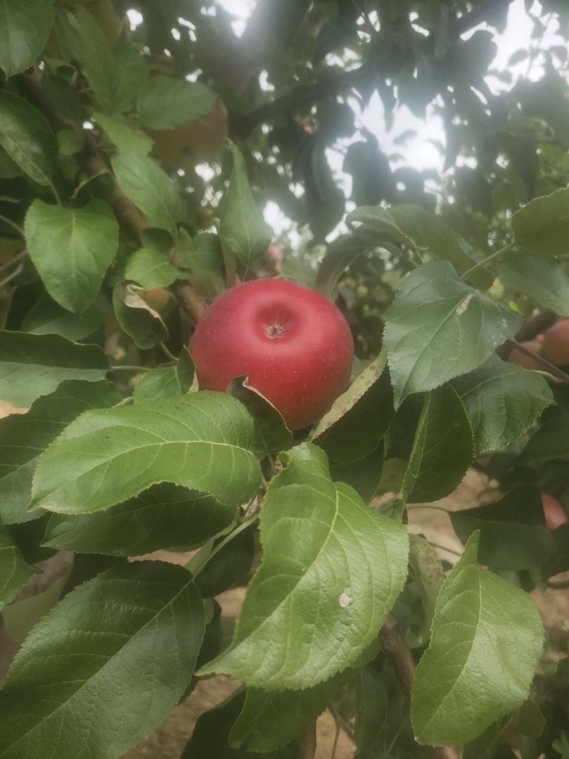 宁城苹果