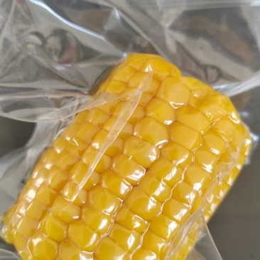 朔州黄糯玉米和云南双色水果玉米