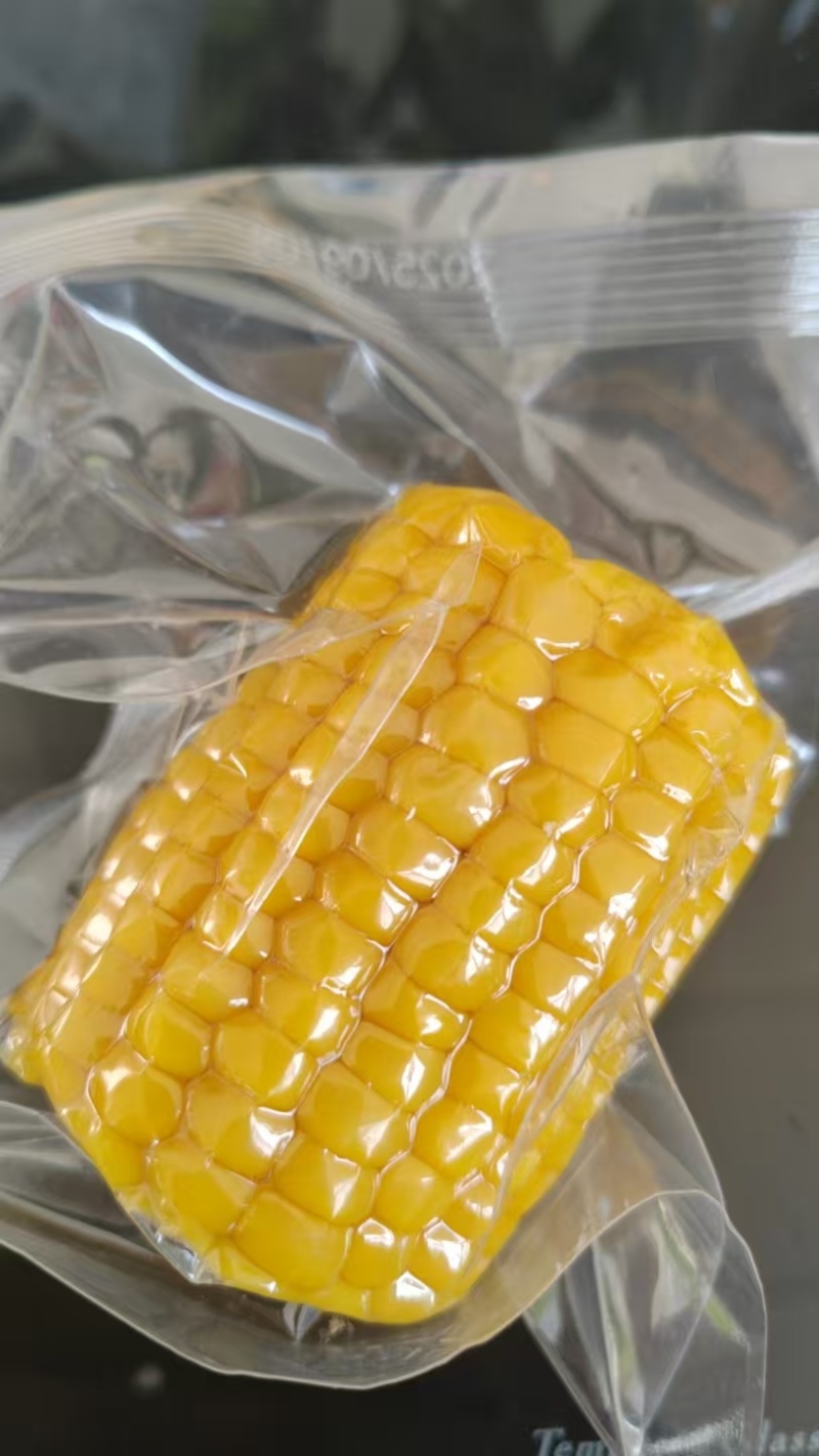 朔州黄糯玉米和云南双色水果玉米