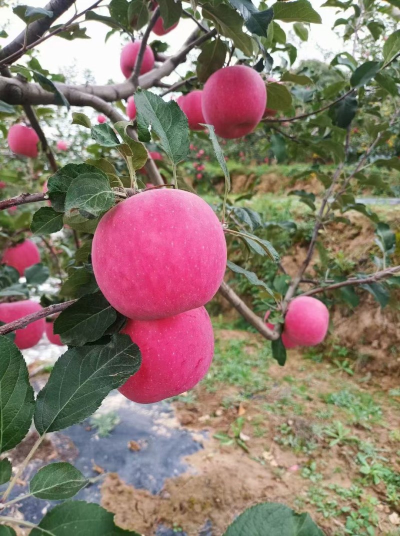 甘肃静宁苹果