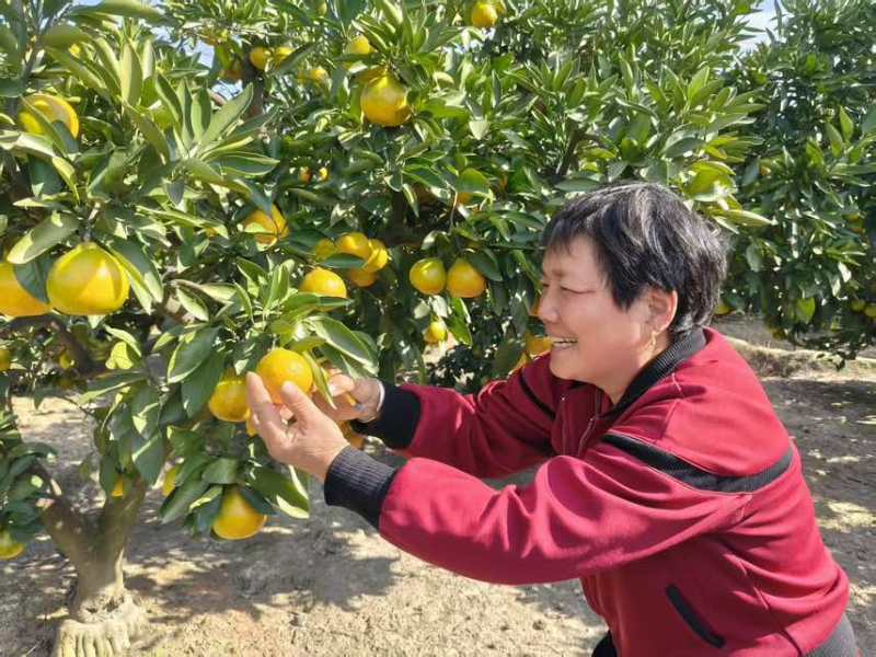 江苏苏州吴江蜜桔1000斤起批，寻找周边合作商
