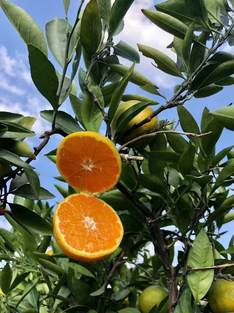 江苏苏州吴江蜜桔1000斤起批，寻找周边合作商