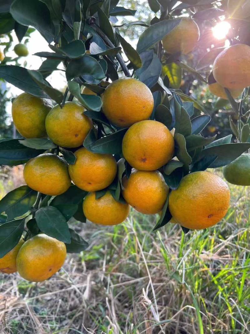 江苏苏州吴江蜜桔1000斤起批，寻找周边合作商