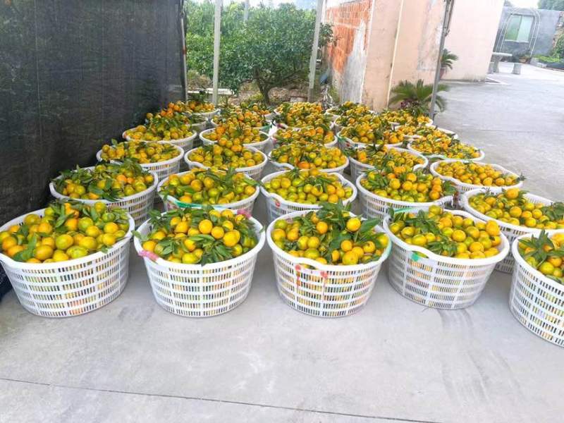 江苏苏州吴江蜜桔1000斤起批，寻找周边合作商