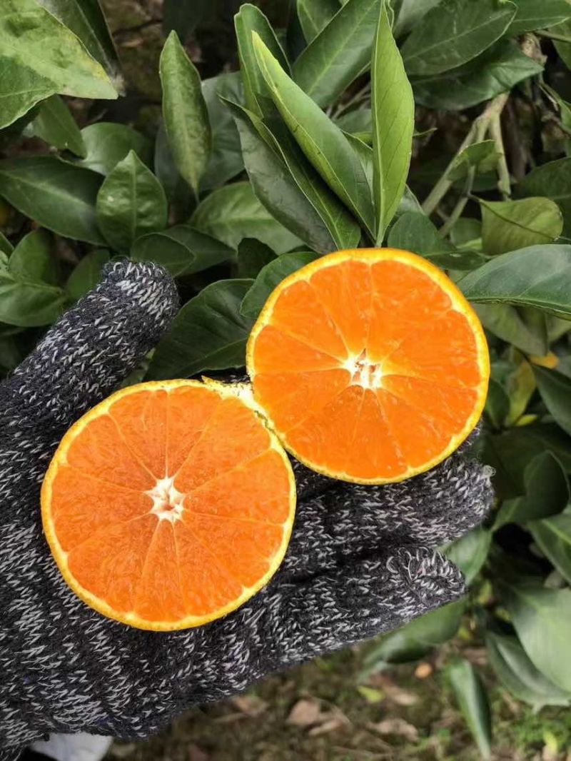 江苏苏州吴江蜜桔1000斤起批，寻找周边合作商