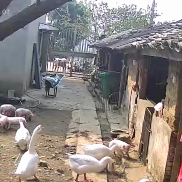 小猪仔