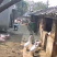 小猪仔