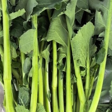 正宗板蓝根菘菜芯