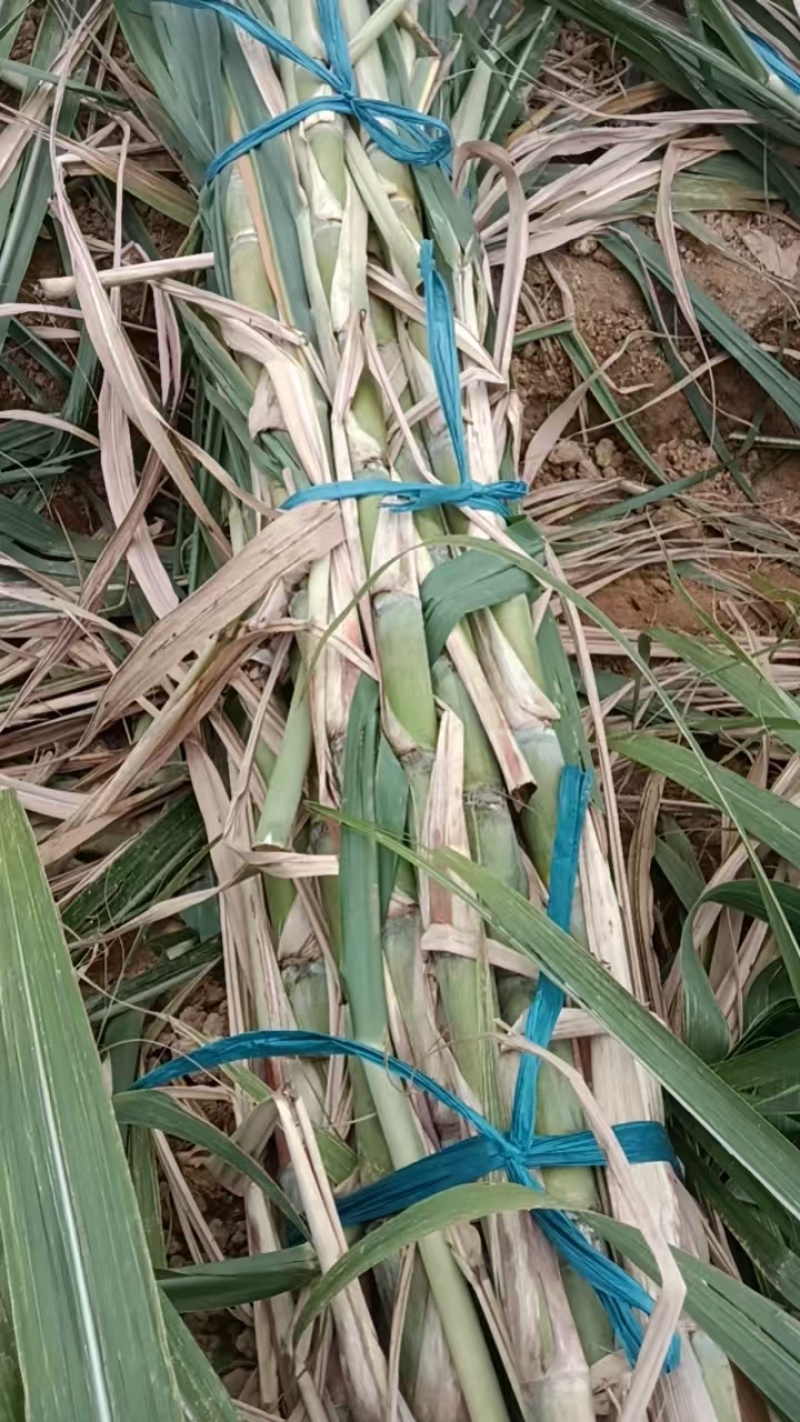 甘蔗种苗