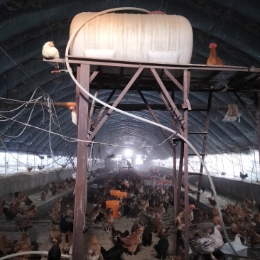 散养小土鸡