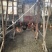 散养小土鸡