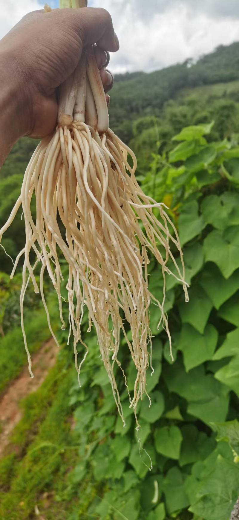 撇菜根种头出售