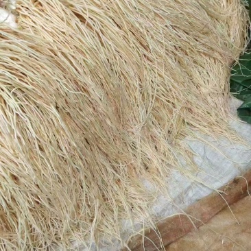 撇菜根种头出售