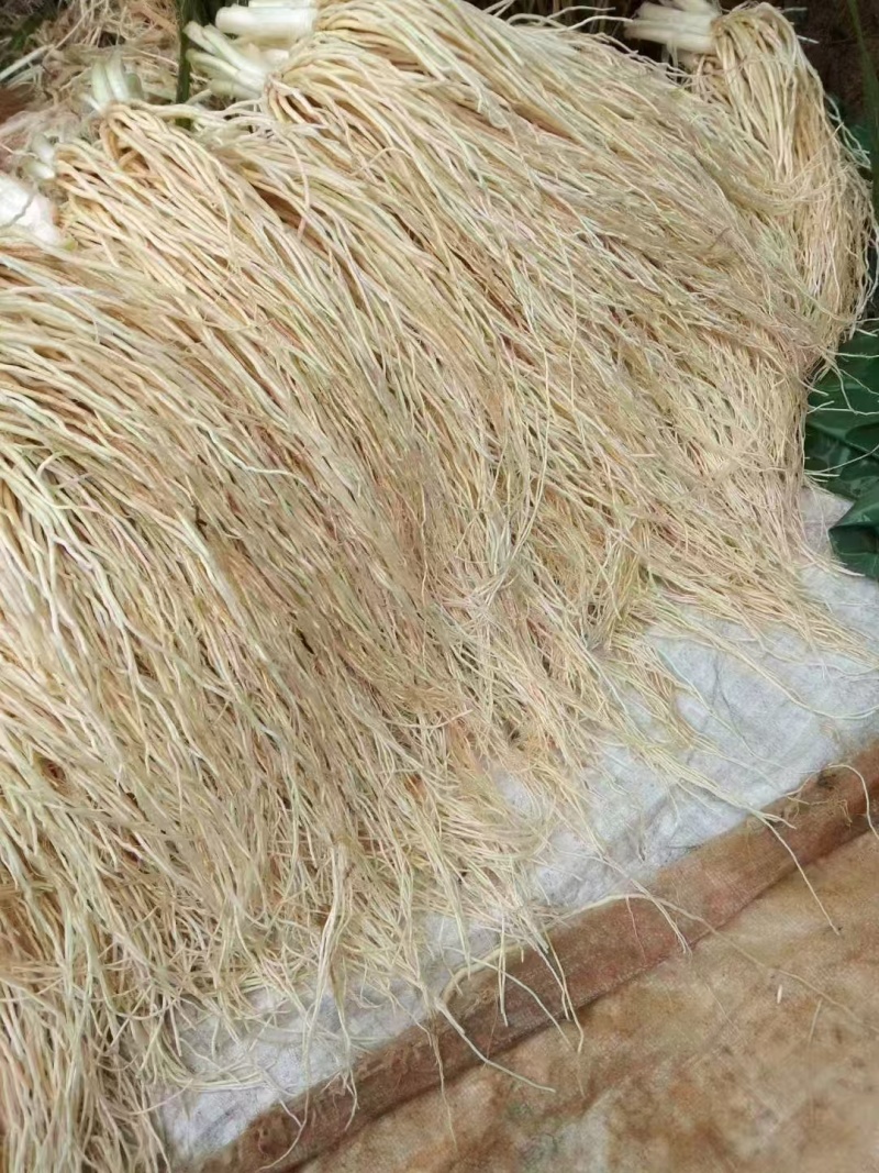 撇菜根种头出售