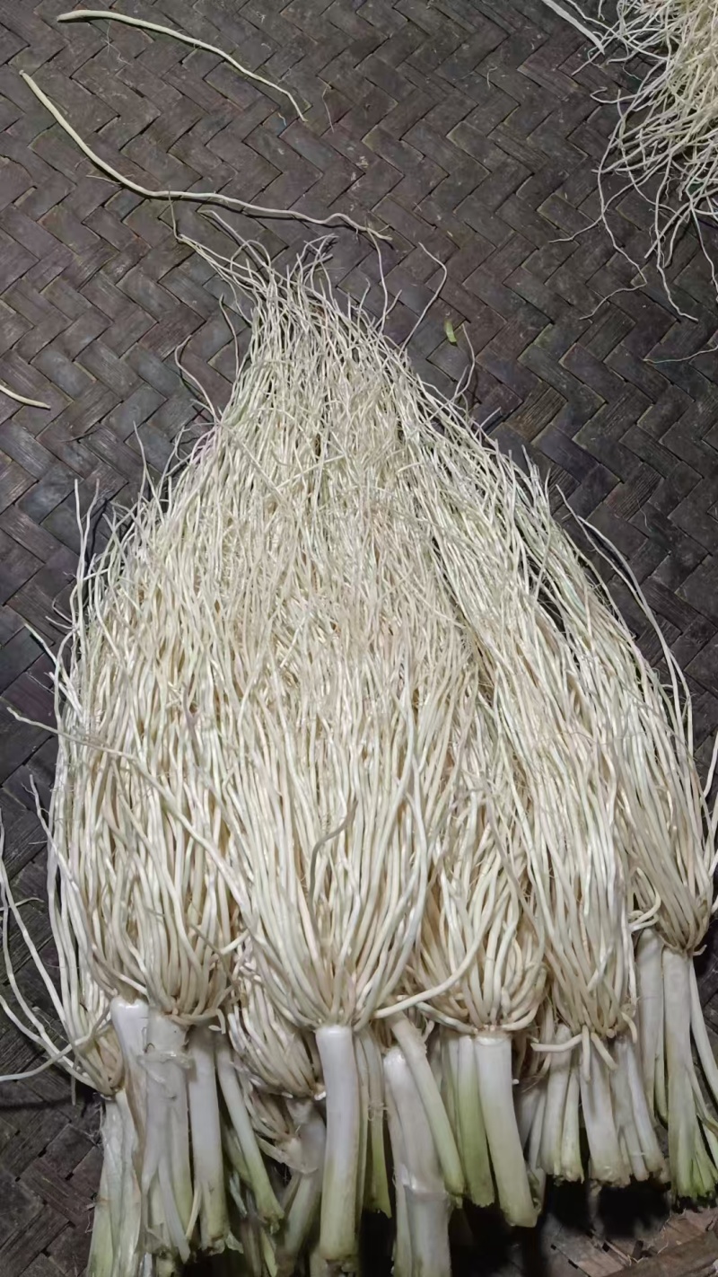 撇菜根种头出售