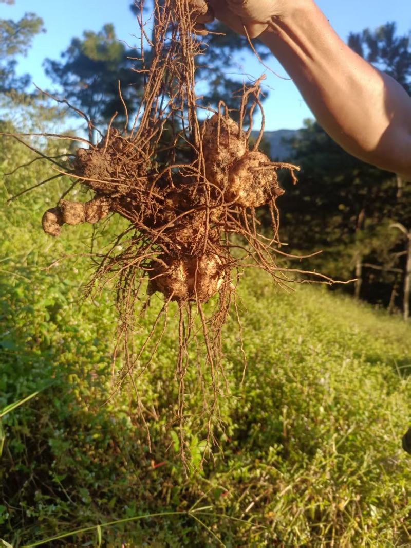 出售黄精10吨