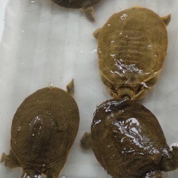 汉寿生态甲鱼