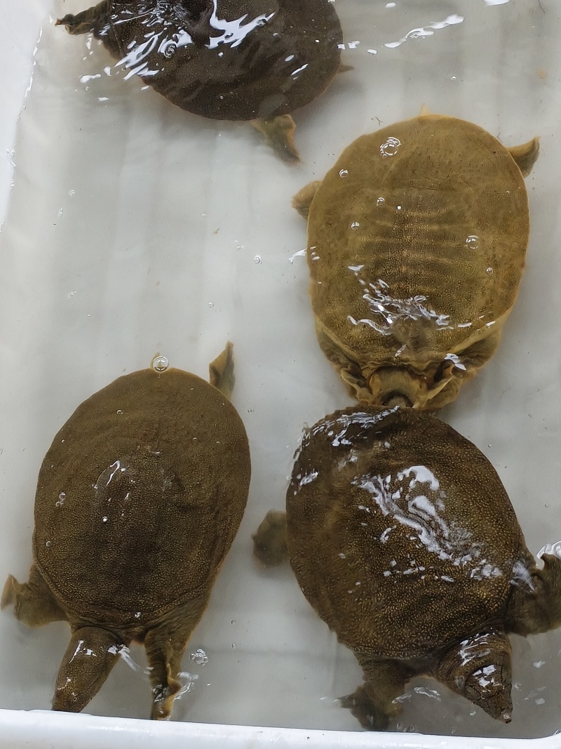 汉寿生态甲鱼