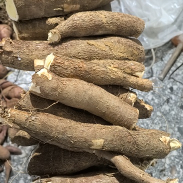 广西黄心木薯