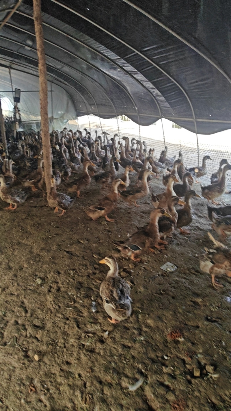 90天六安麻鸭