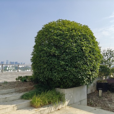 桂花树球