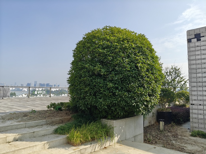 桂花树球