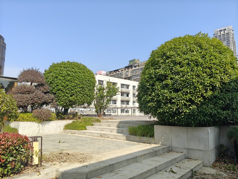 桂花树球