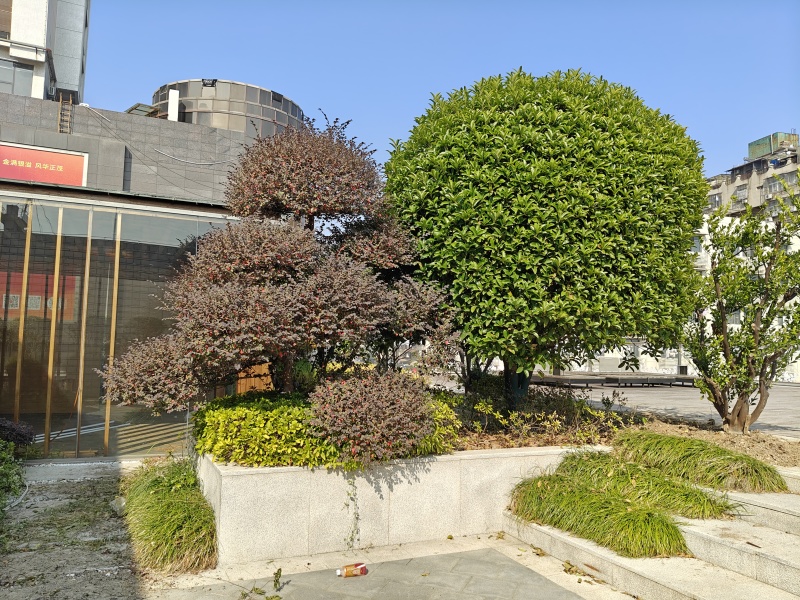 桂花树球