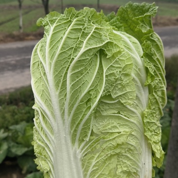 黄心白菜