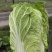 黄心白菜