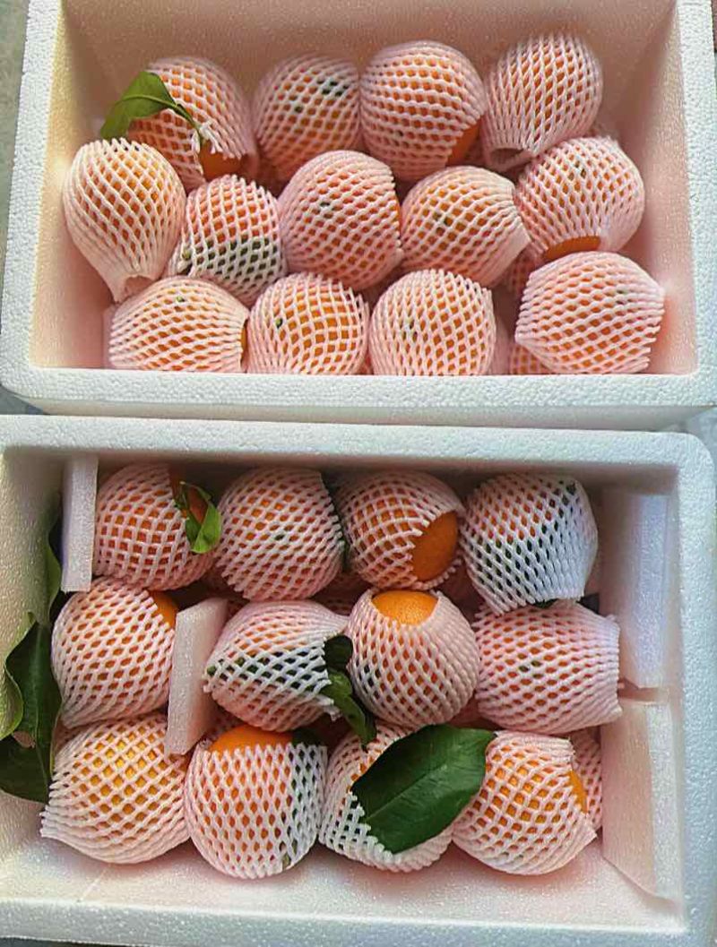 红美人