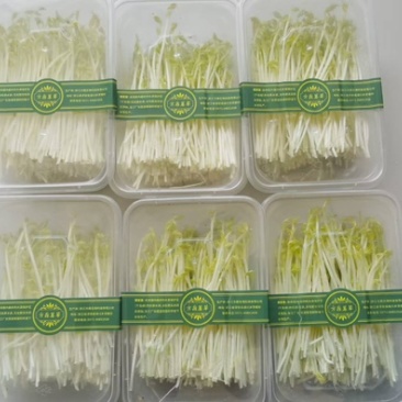 千岛湖水培无污染有机芽苗菜豌豆苗花生苗黑豆苗空心