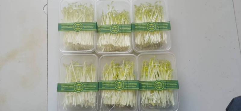千岛湖水培无污染有机芽苗菜豌豆苗花生苗黑豆苗空心