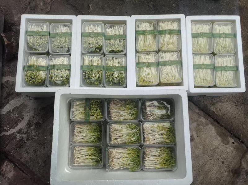 千岛湖水培无污染有机芽苗菜豌豆苗花生苗黑豆苗空心