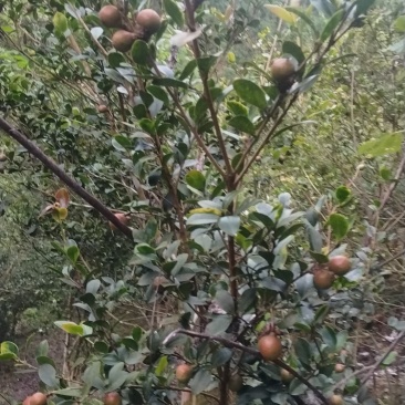 山茶油