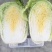 新疆大白菜
