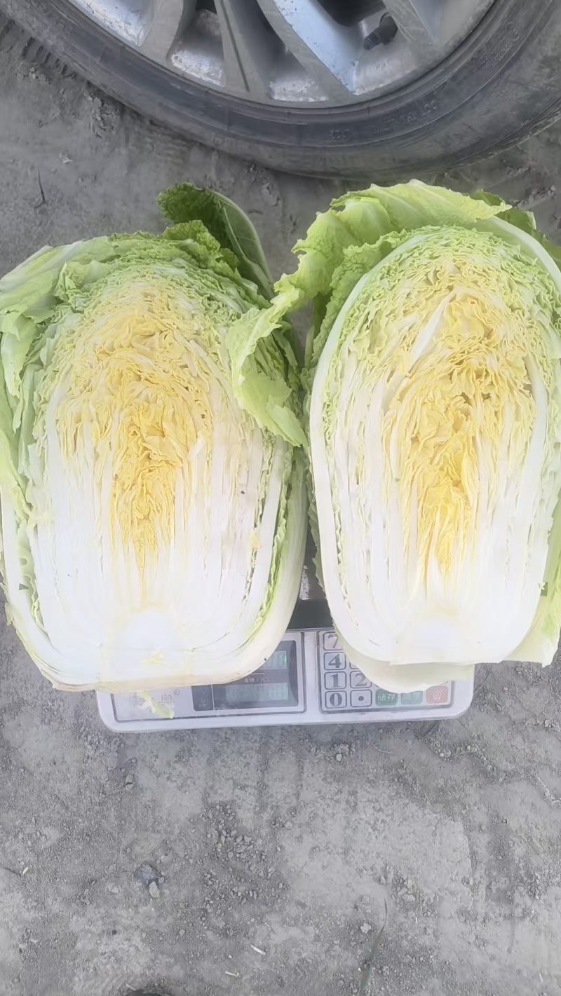 新疆大白菜