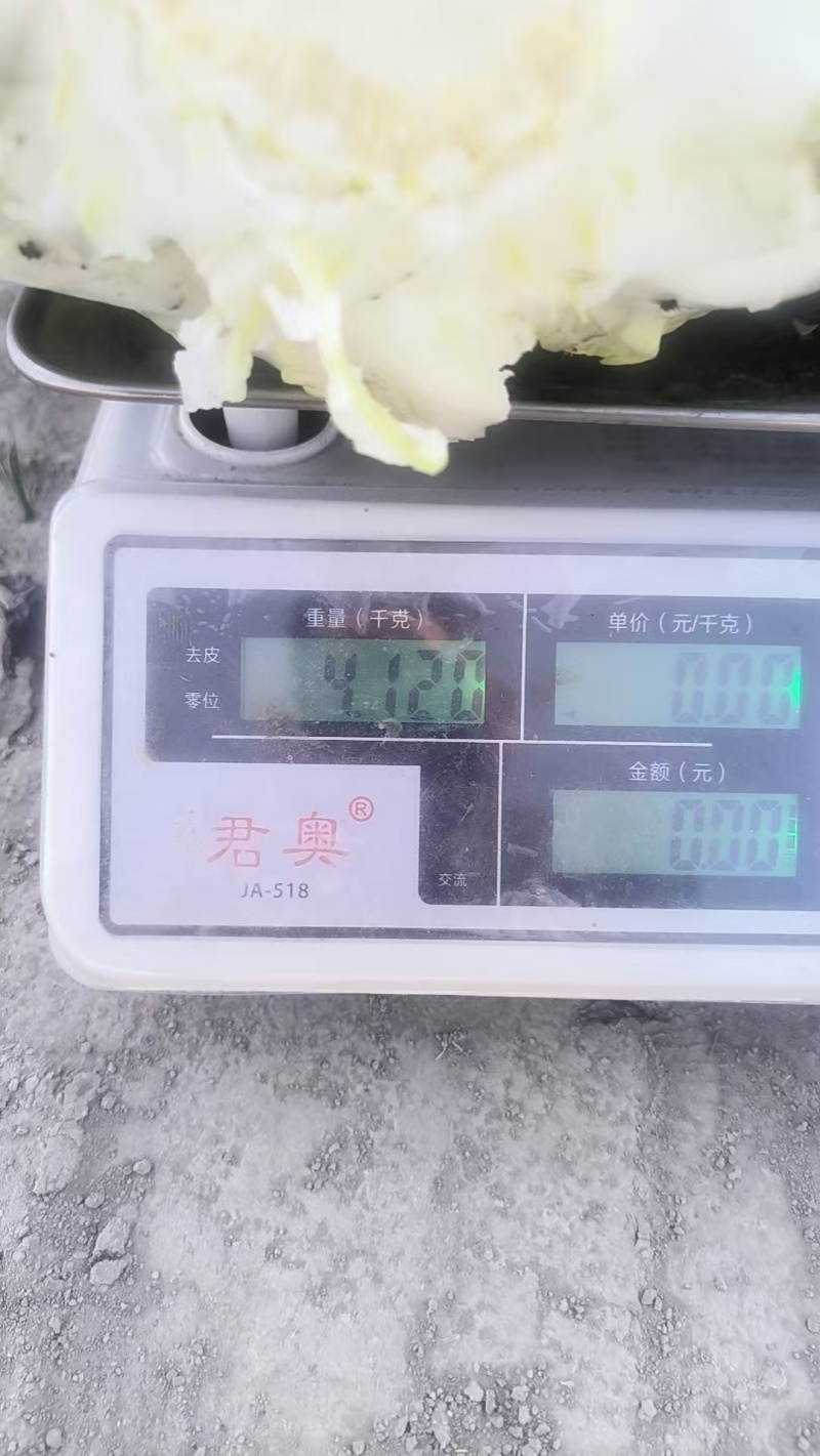 新疆大白菜