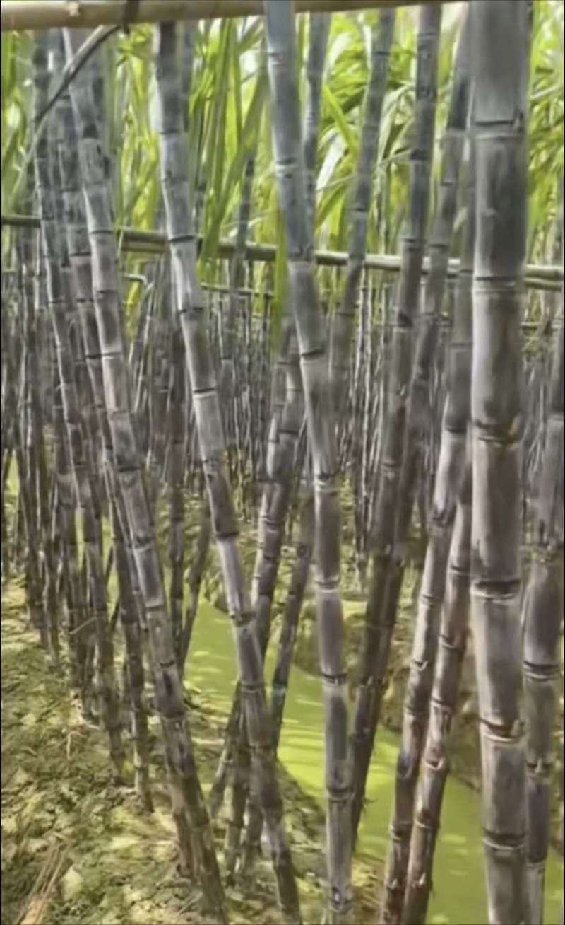 广西黑皮水果甘蔗，甜脆多汁口感好，产地直供、一手货源5吨起发