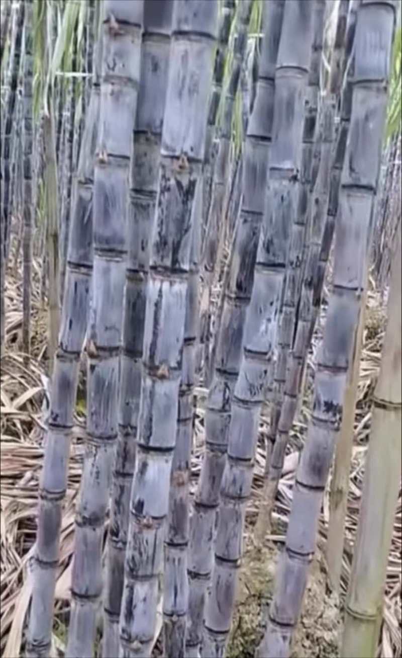 广西黑皮水果甘蔗，甜脆多汁口感好，产地直供、一手货源5吨起发