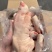猪肉猪副产品