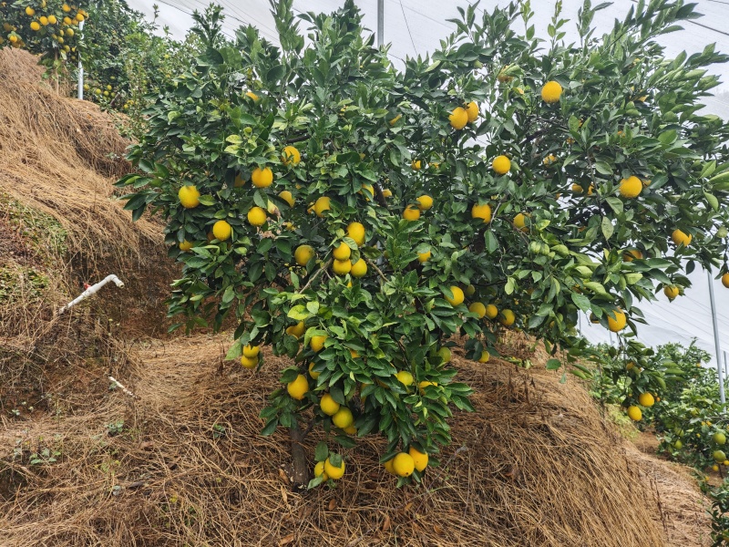 赣南脐橙，酸甜黄金比，香水浓郁